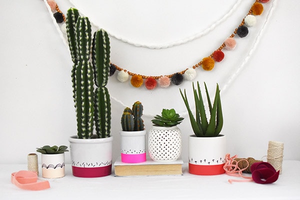 Color Block Cactus on display for Valentine's Day