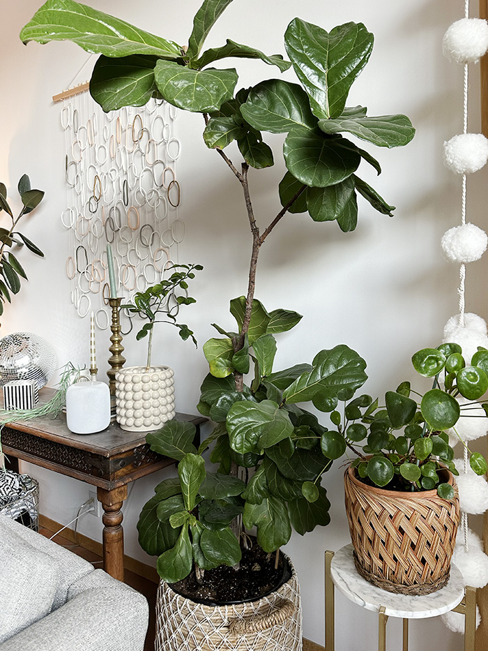 Fiddle Leaf Fig tree