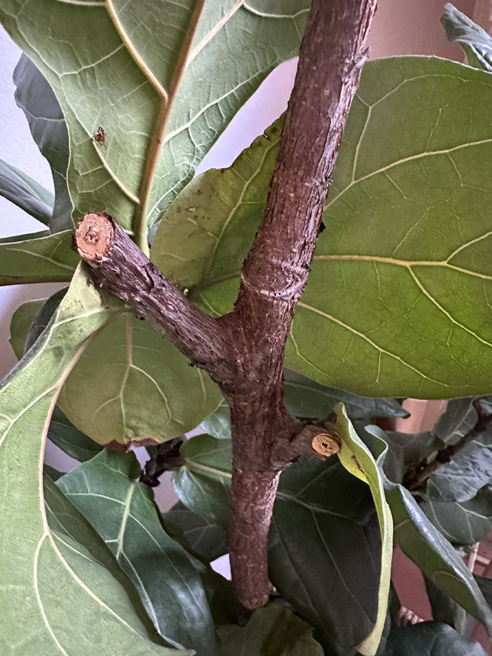 Cut Fiddle Leaf Fig branch