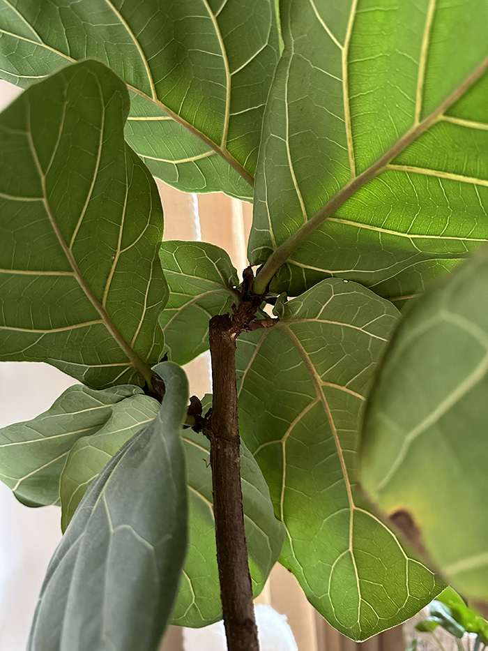 Cut Fiddle Leaf Fig leaf growth