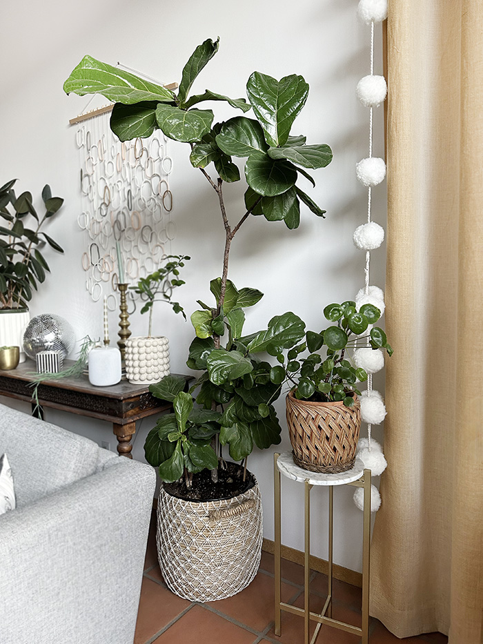 Cut Fiddle Leaf Fig plants