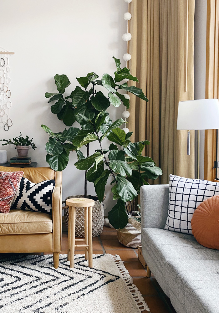 Full Fiddle Leaf Fig plants