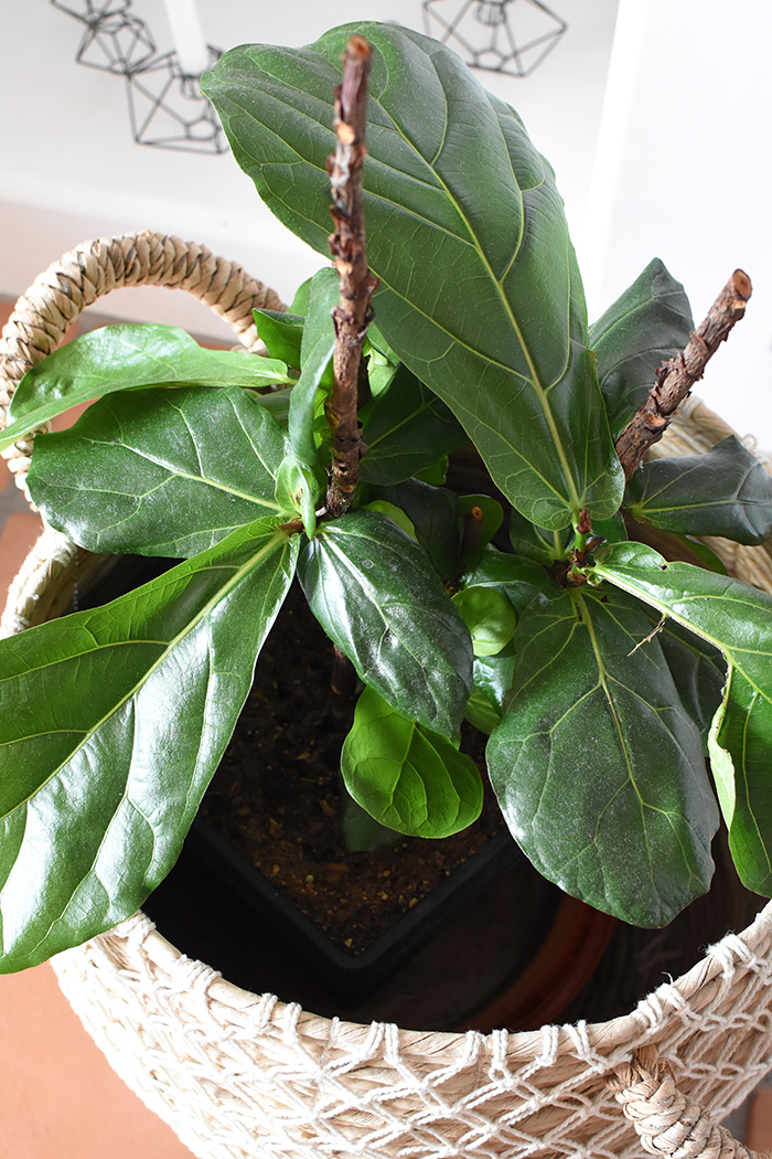 Cut Fiddle Leaf Fig leaves