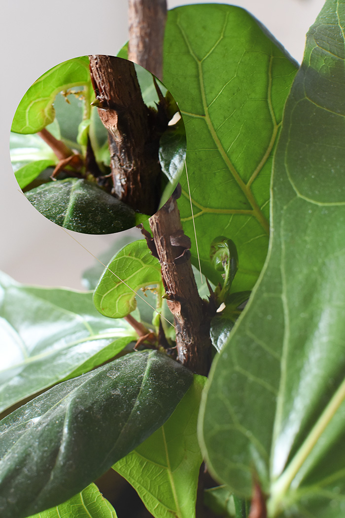 Cut Fiddle Leaf Fig new growth