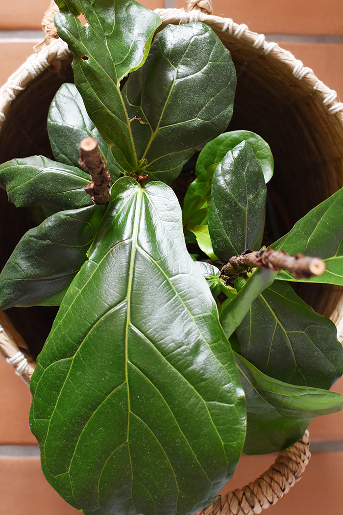 Fiddle Leaf Fig leaves