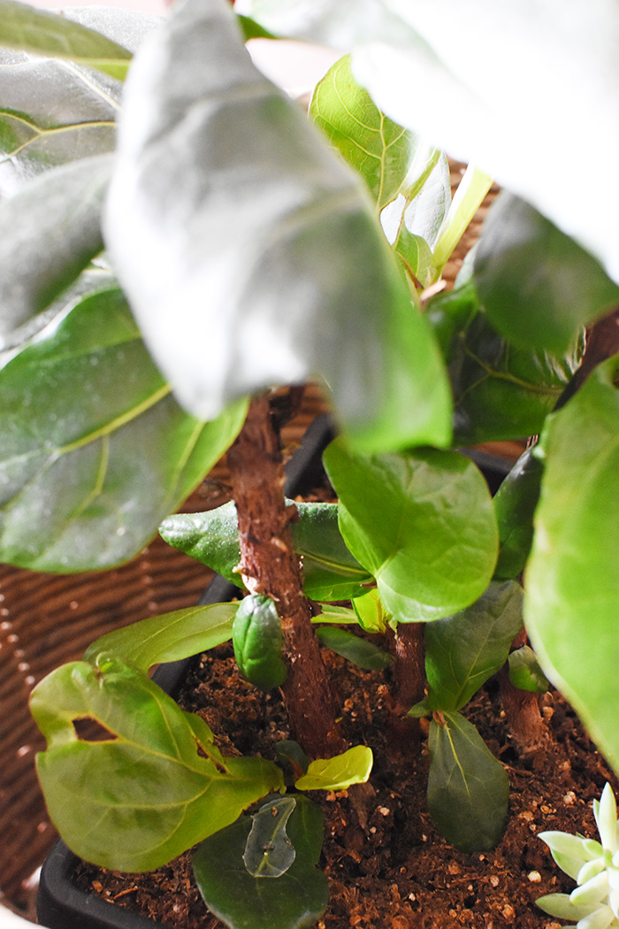 Cut Fiddle Leaf Fig new leaves