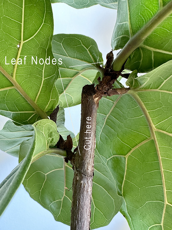 Fiddle Leaf Fig plant nodes