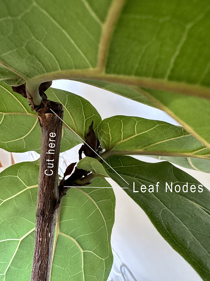 Fiddle Leaf Fig inter-nodes