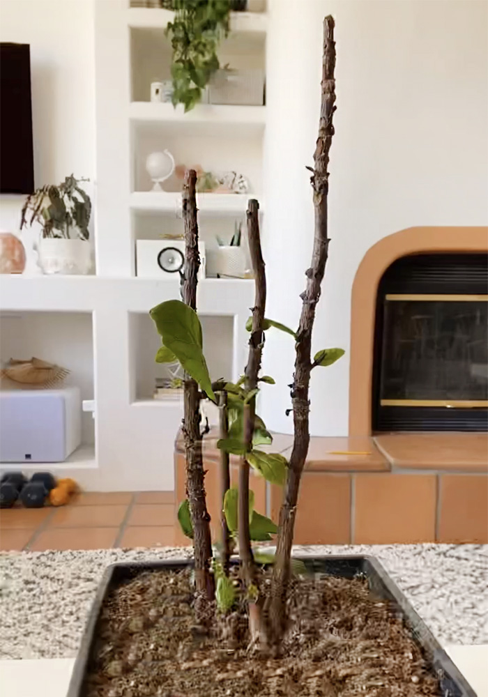 Cut Fiddle Leaf Fig stems