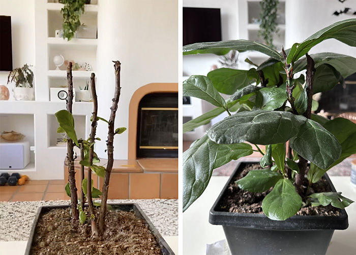 New Fiddle Leaf Fig growth