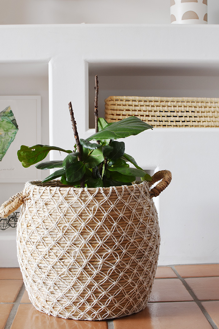 Cut Fiddle Leaf Fig plant in pot