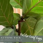 Cutting-Back-Fiddle Leaf Fig