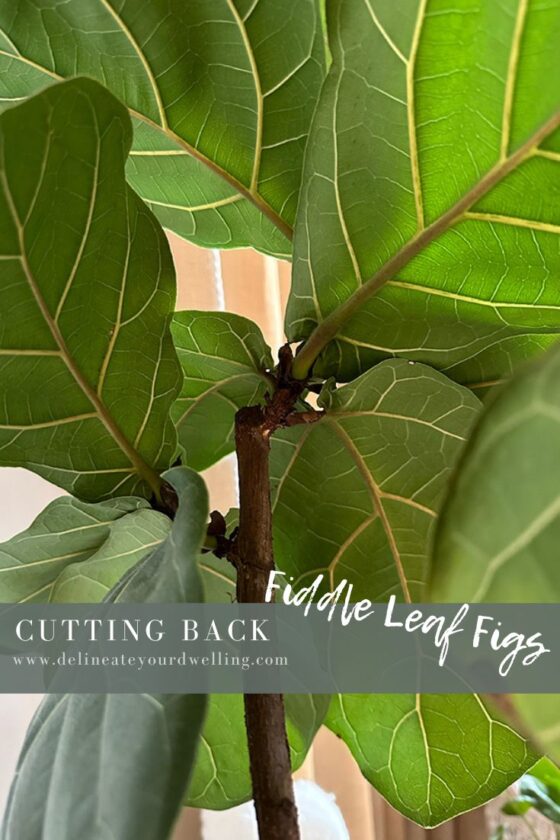 Cutting back Fiddle Leaf Figs Delineate Your Dwelling