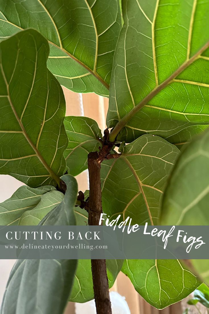 Zoomed in Fiddle Leaf Fig leaves