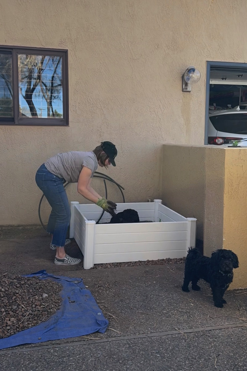 Adding soil into white raised garden bed