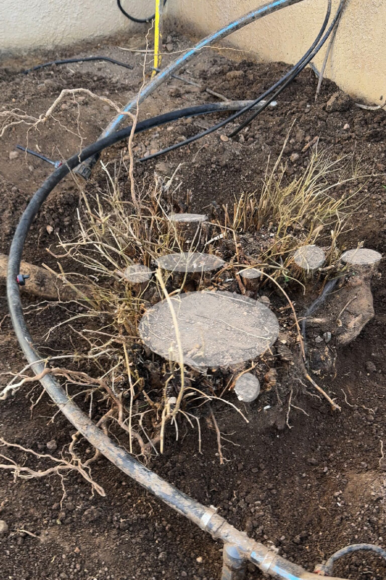 How to Remove a Multi-Trunk Tree Stump: A Step-by-Step DIY Guide ...
