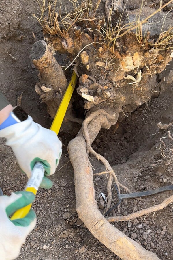 How to Remove a Multi-Trunk Tree Stump: A Step-by-Step DIY Guide ...