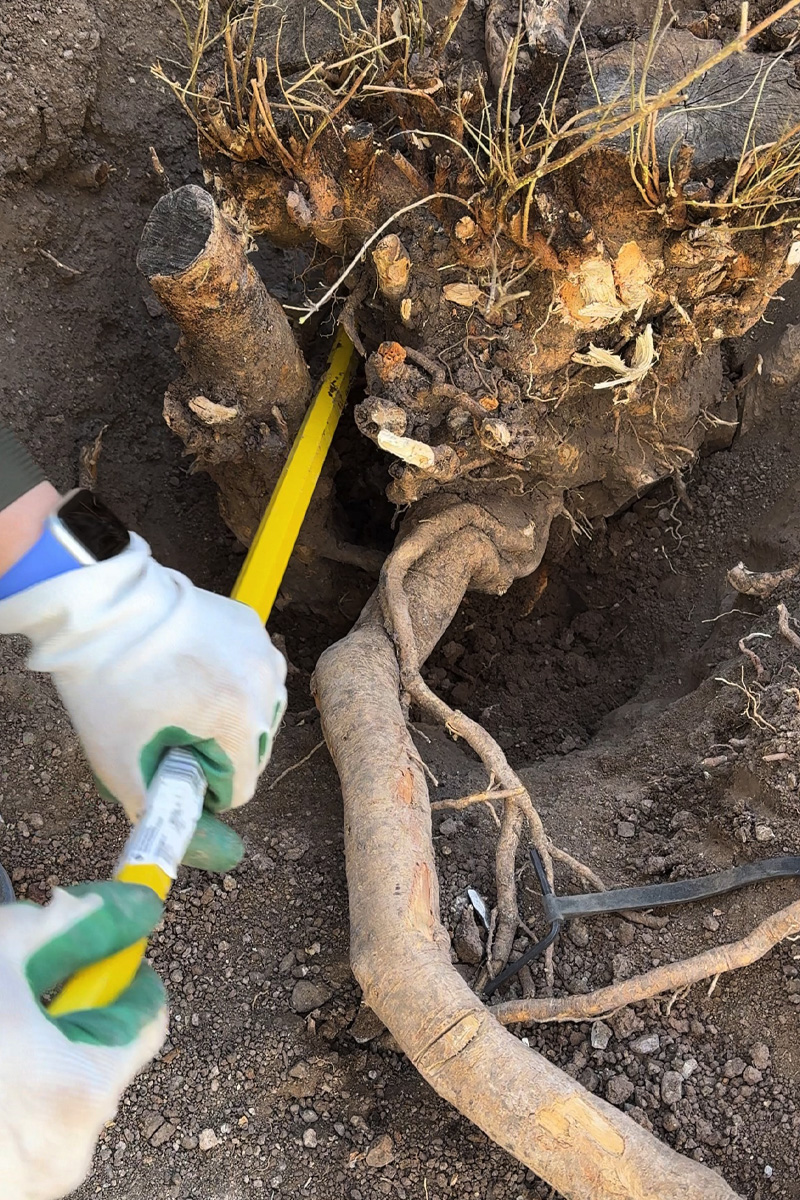Use a crowbar to "wiggle" tree roots