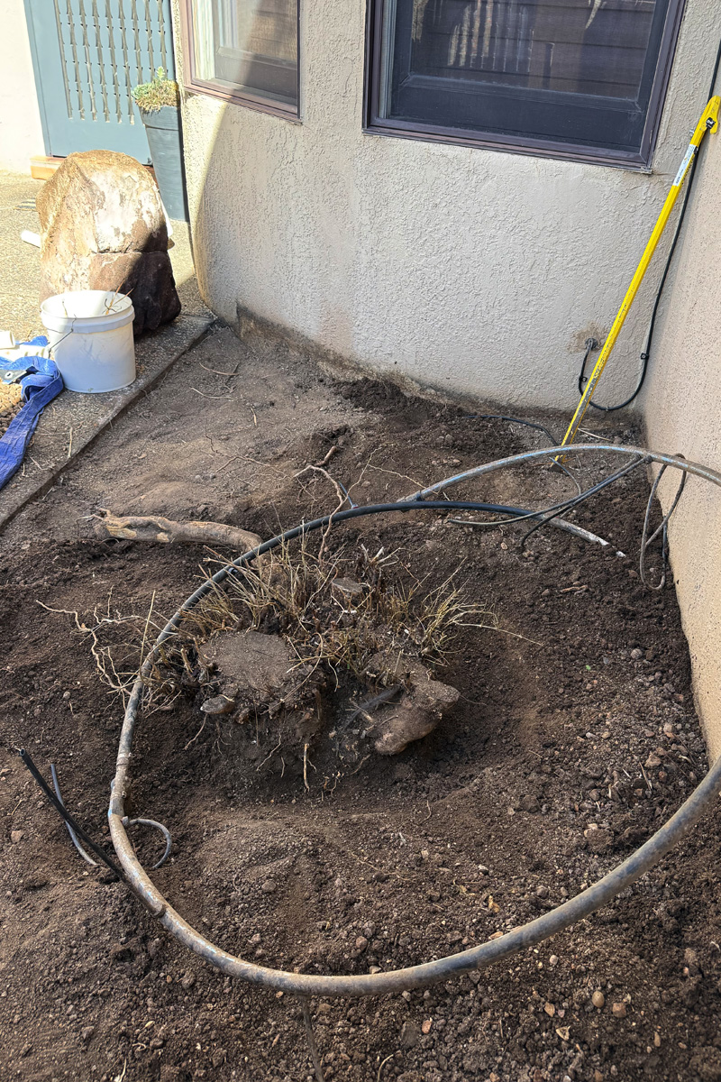 Dig around rootball to locate side roots
