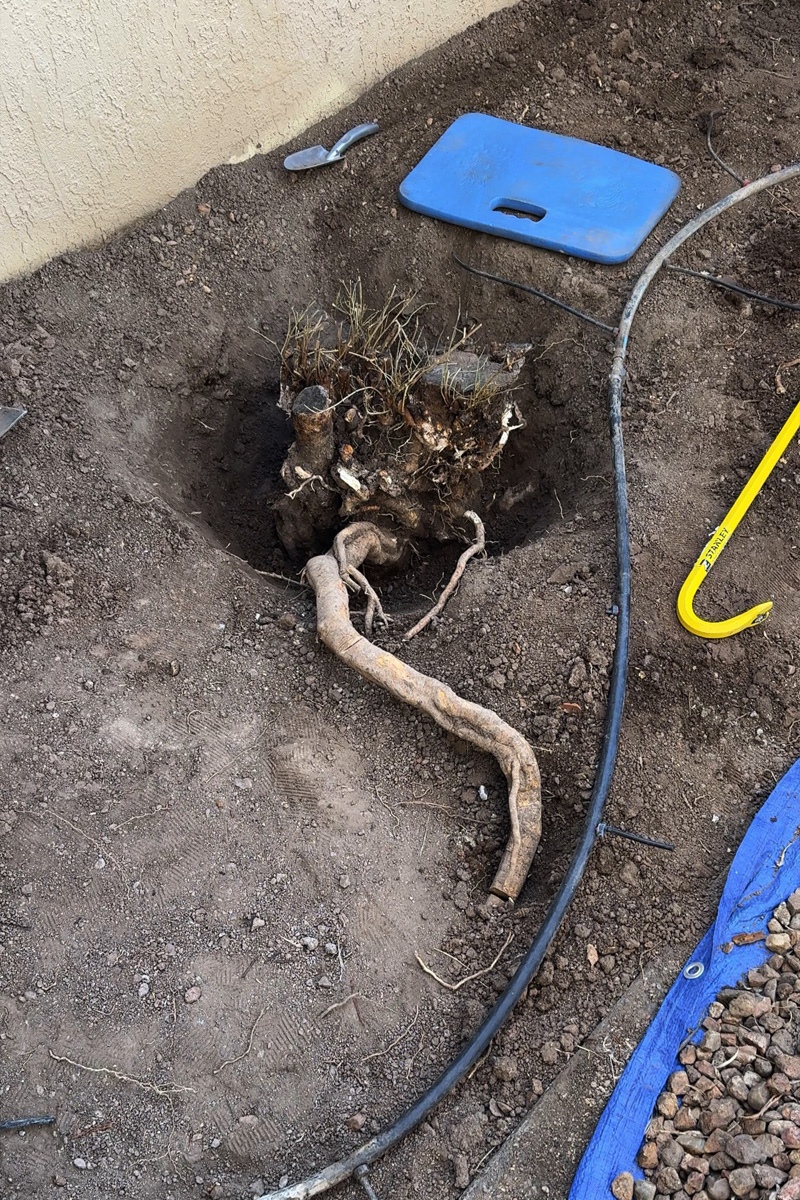 Dig 24" deep around tree rootball