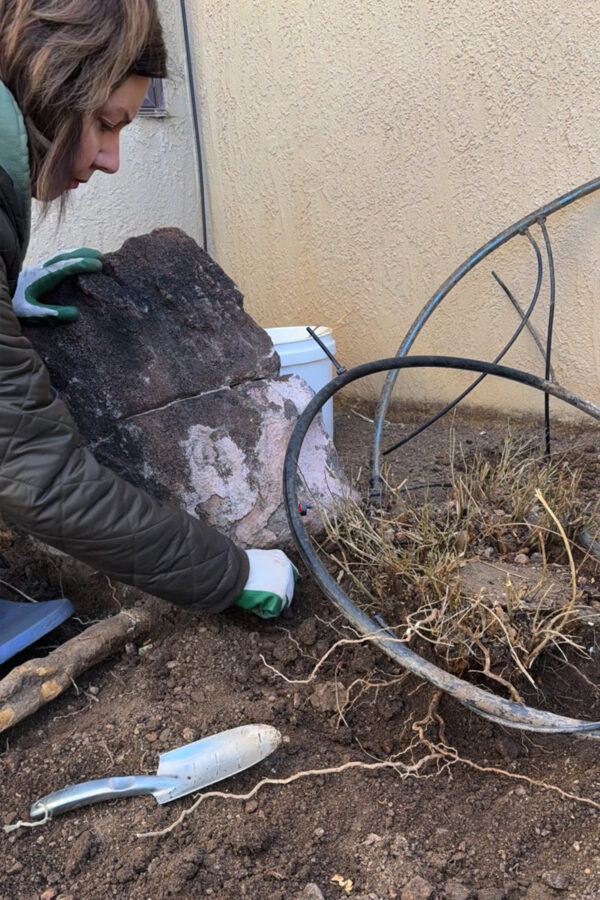 How to Remove a Multi-Trunk Tree Stump: A Step-by-Step DIY Guide ...