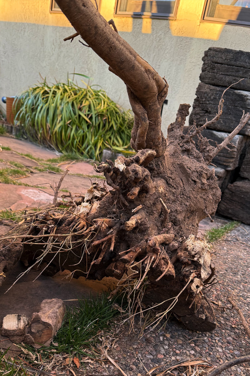 Large multi-tree trunk root ball removed