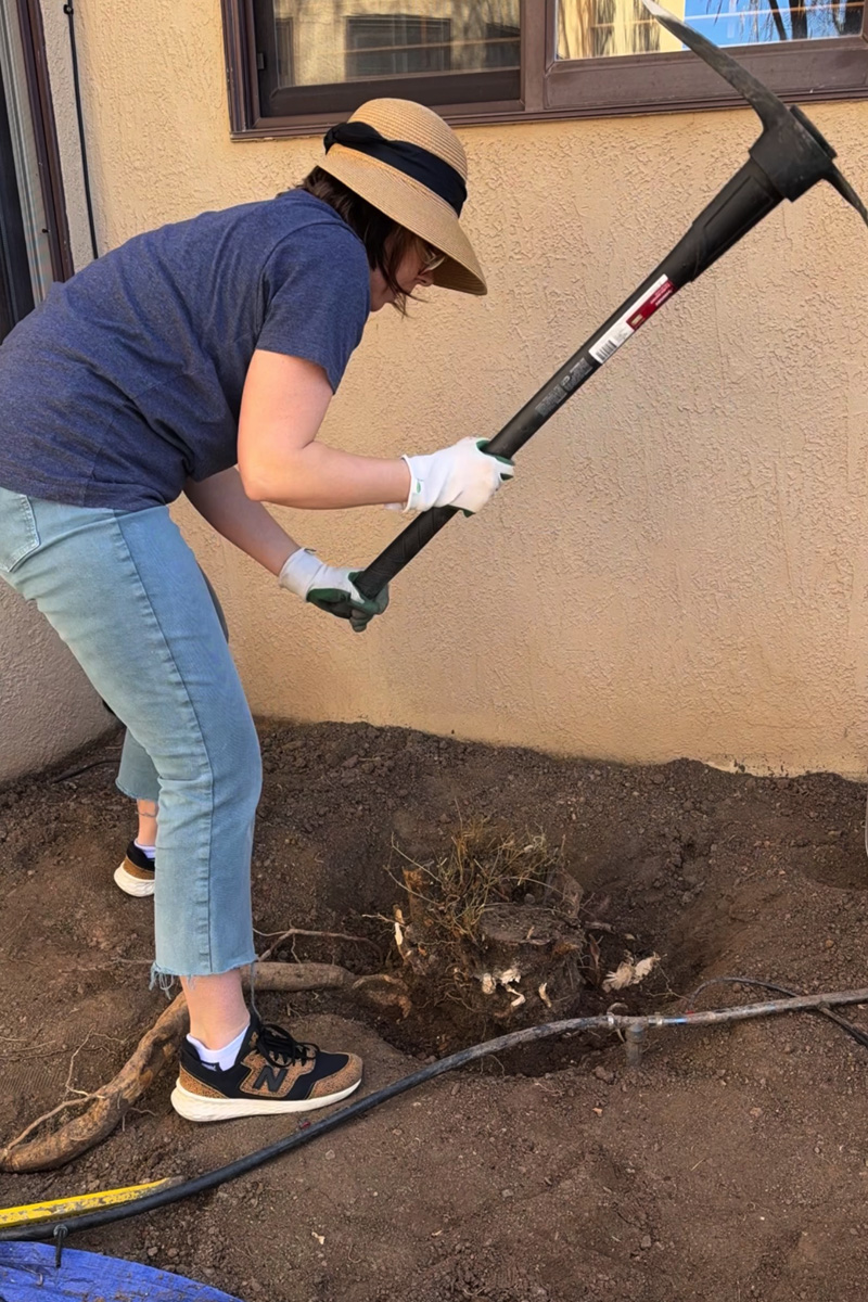 Use a pickaxe to break up soil around tree root
