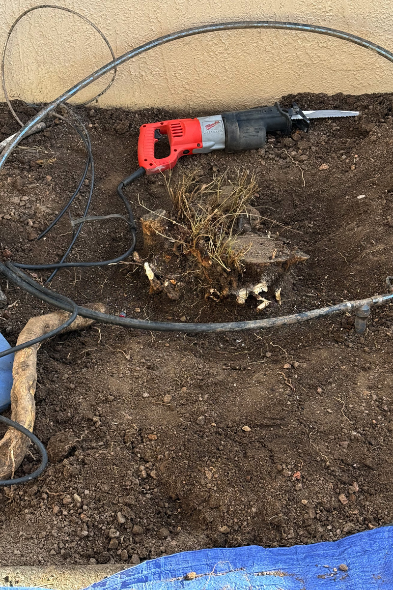 Sawzall to cut smaller side roots on tree ball