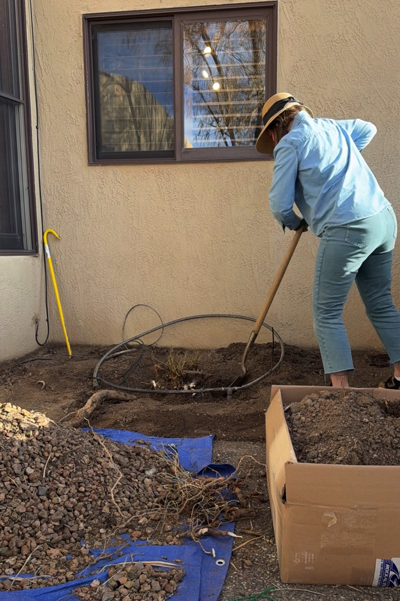 Digging with shovel around multi trunk tree roots