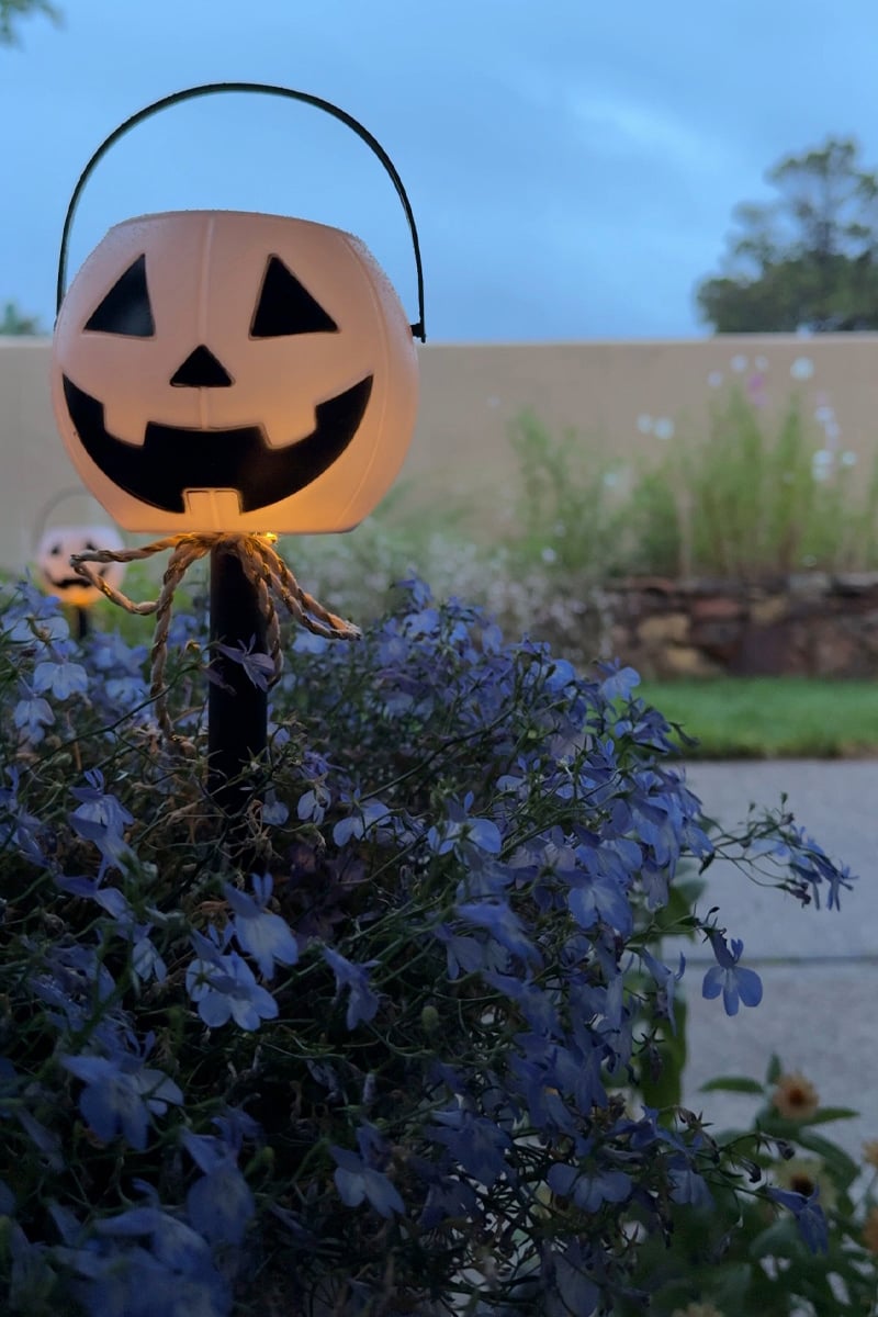 Solar pumpkin light in a pot of purple flowers in early evening