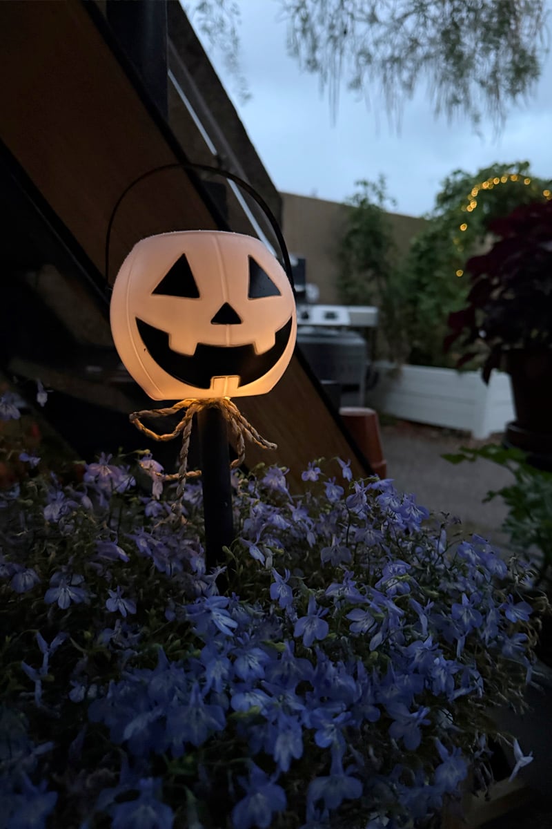 The night time glow of a solar pumpkin with purple flowers all around it in the evening