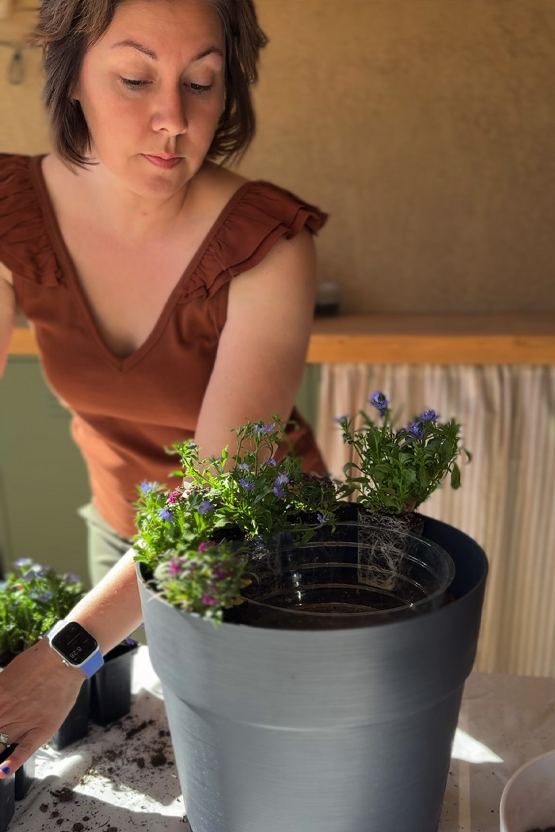 Planting purple flowers in pot