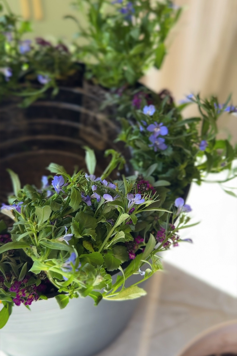 Purple flowers in backyard pot