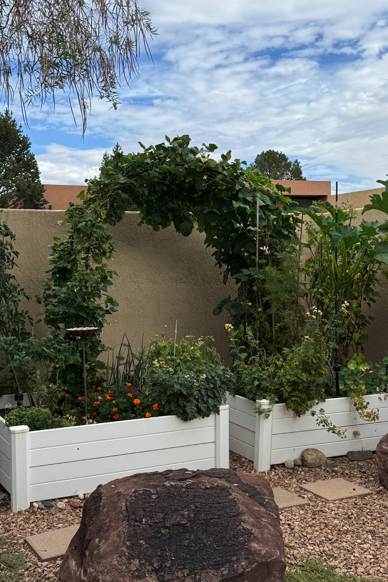 Two white raised vegetable gardens with a green bean arch