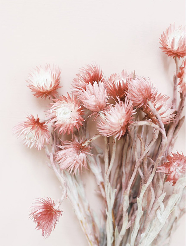 Blush Dried Flowers