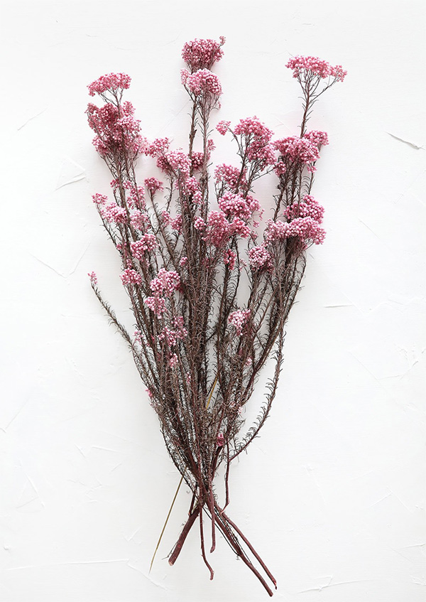 Pink Dried Flowers