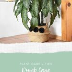 Dumb Cane plant care and tips