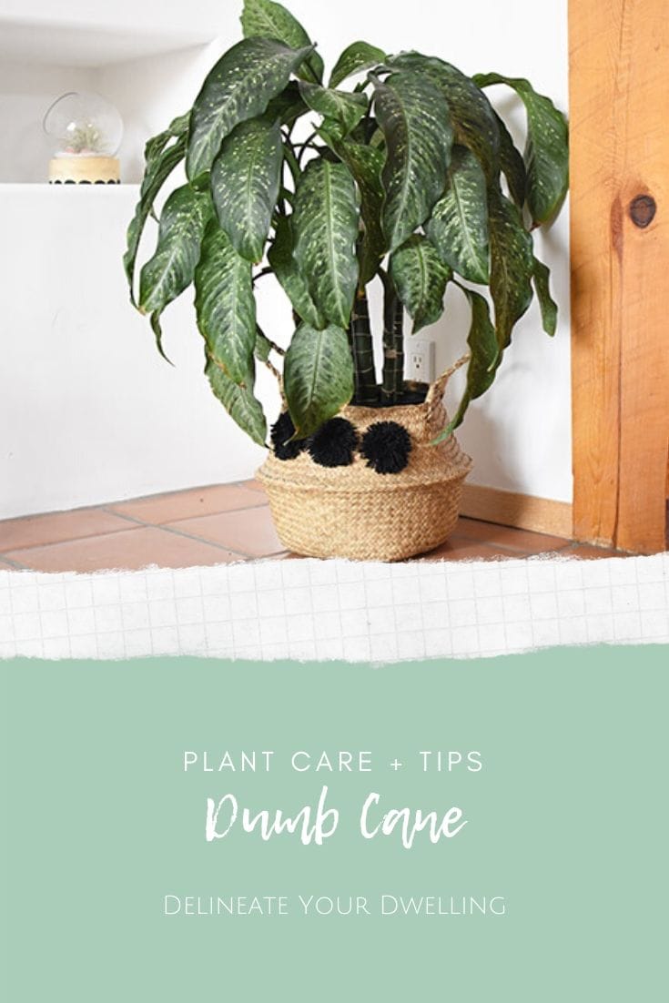 Dumb Cane Plant Care tips Delineate Your Dwelling