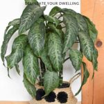 Dumb Cane plant care and tips