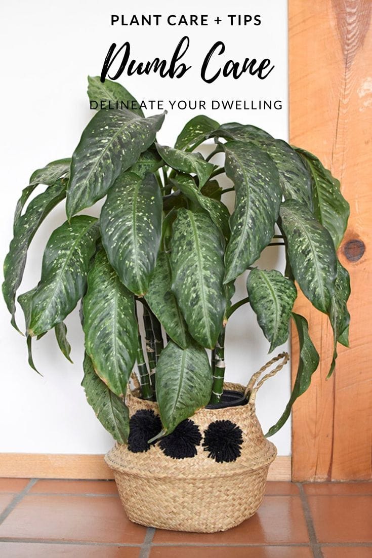 Dumb Cane Plant Care tips Delineate Your Dwelling