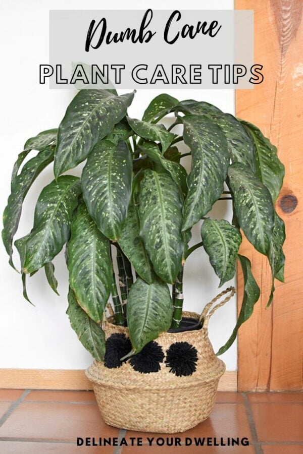 Dumb Cane plant care and tips