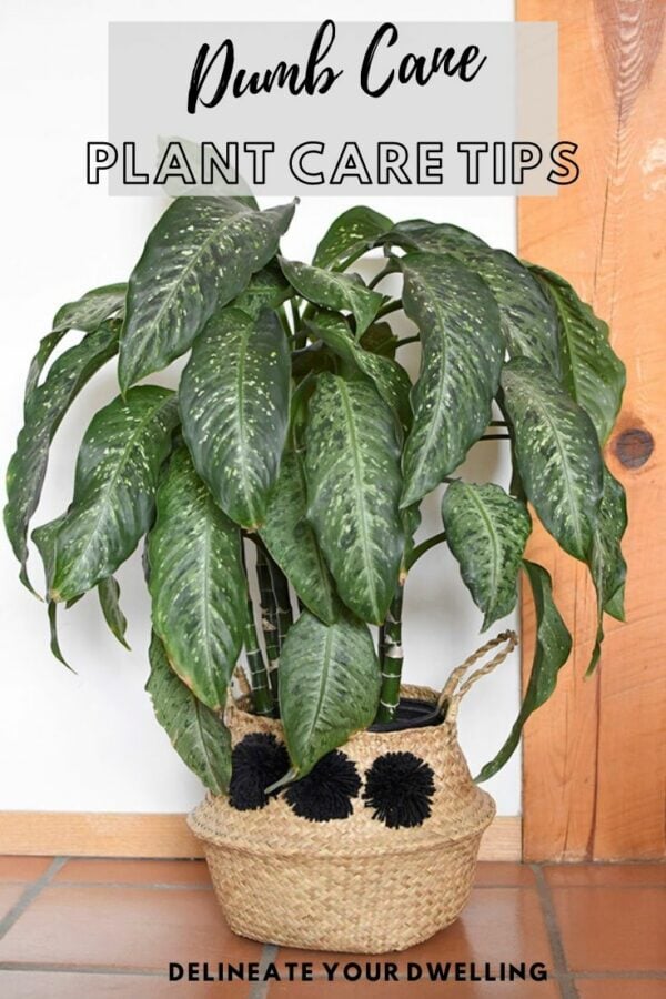 Dumb Cane Plant Care tips - Delineate Your Dwelling