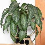 Dumb Cane plant care and tips