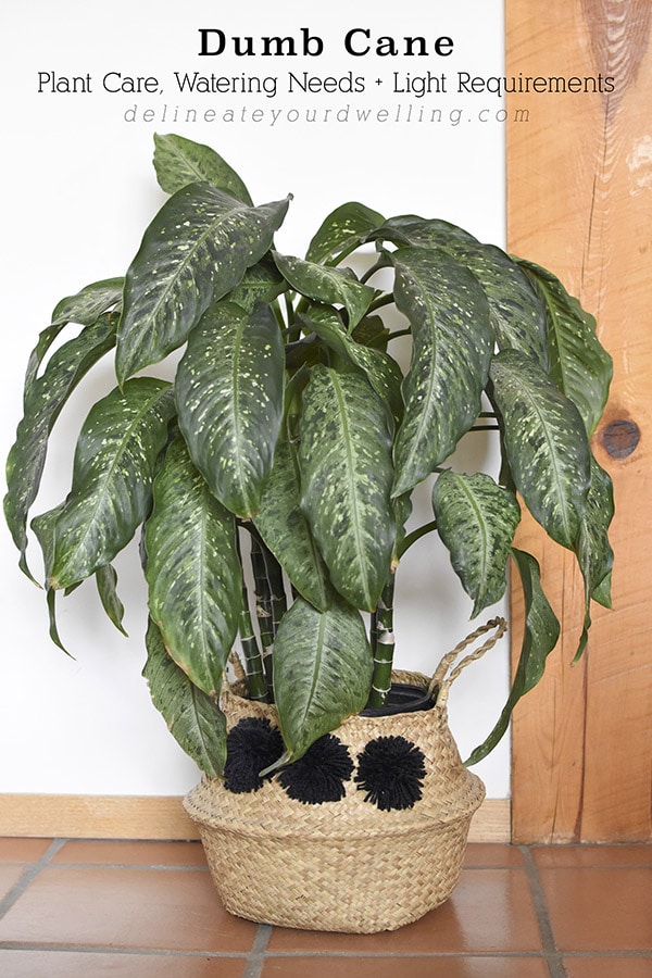 Dumb Cane plant care and tips