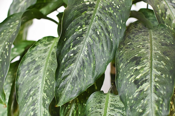 Dumb Cane leaves