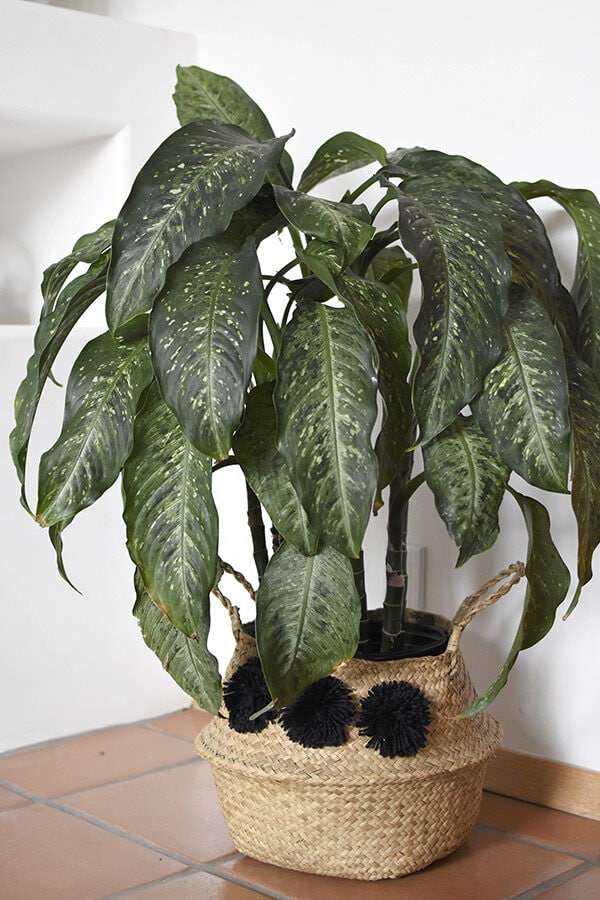 Dumb Cane plant in basket