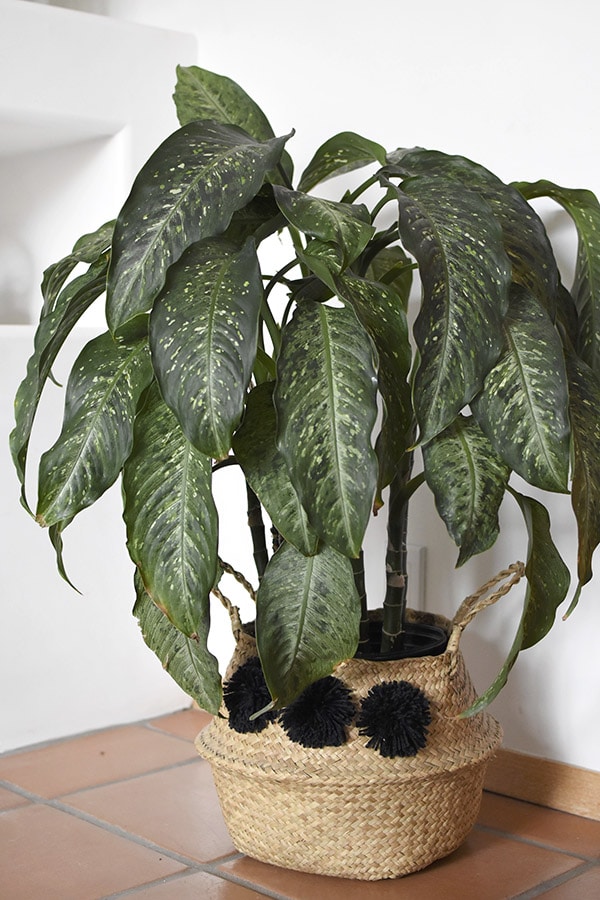 Dumb Cane plant care and tips