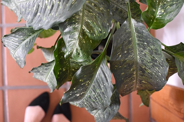 Dumb Cane plant leaves