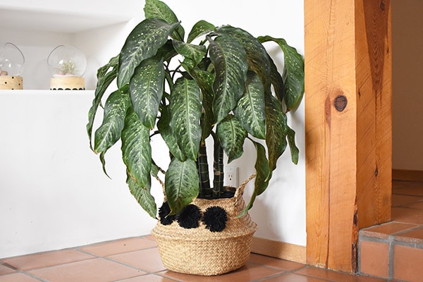 Dumb Cane plant overall shape