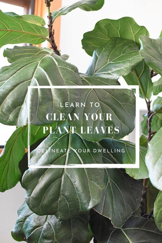 How to clean your Houseplants Delineate Your Dwelling